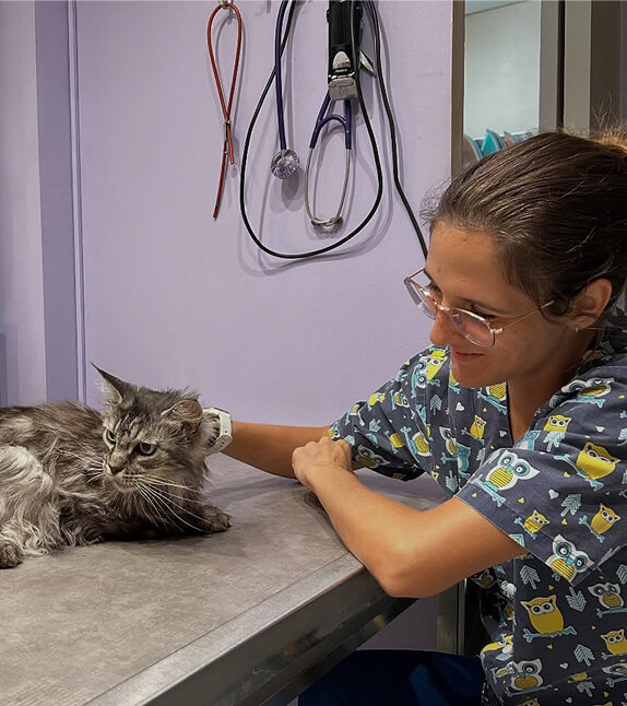 Vétérinaire chat