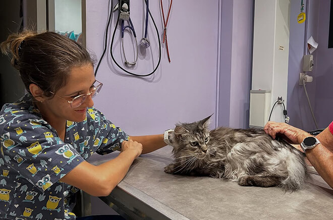 E-Consultation-veterinaire Consultation vétérinaire