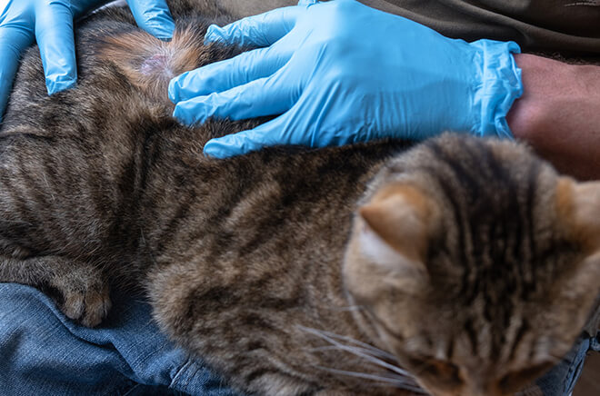 E-Dermatologie Consultation dermatologique