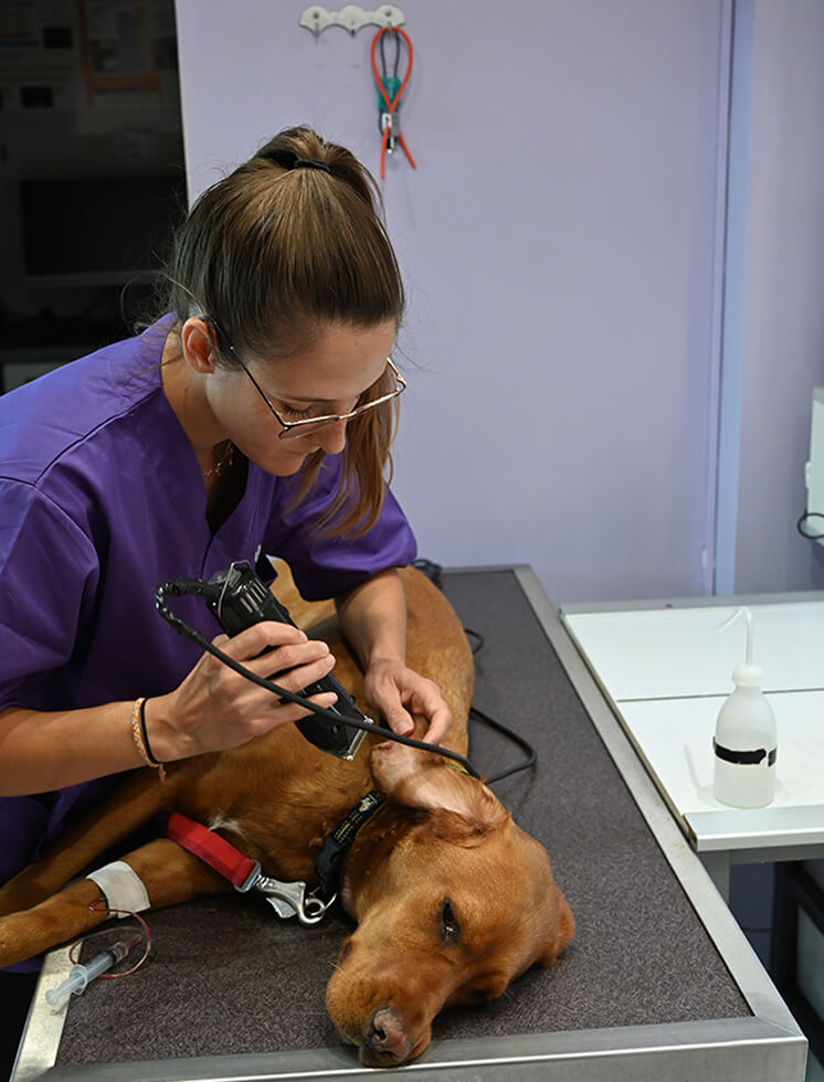 Consultation vétérinaire chien